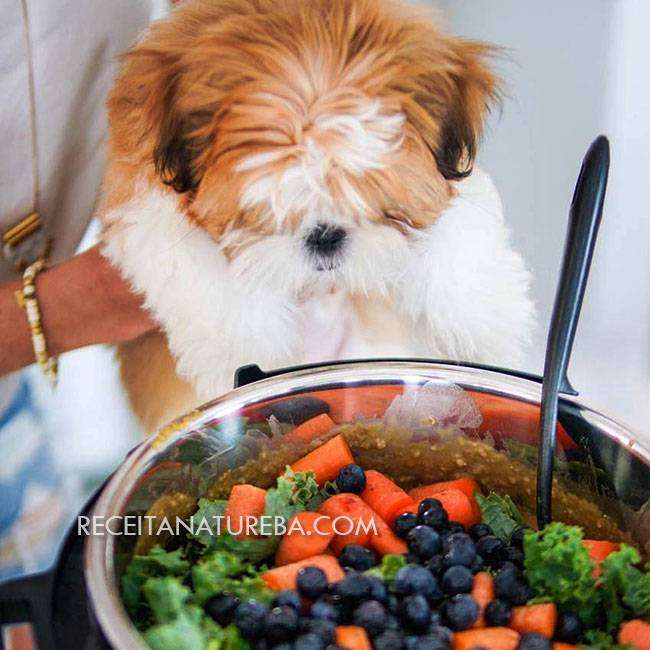 alimento ideal para o seu cachorro