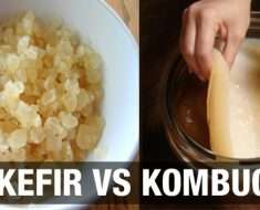 Kombucha ou Kefir : Qual a diferença?